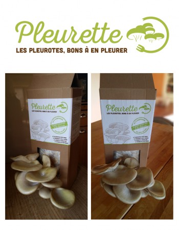 Des champignons chez soi?