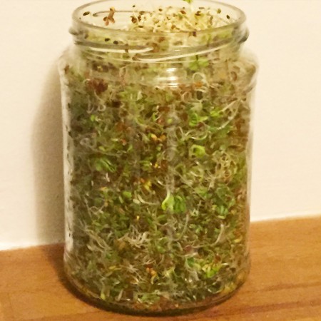 Découvrir les recettes des graines germées